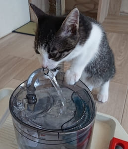 猫の画像