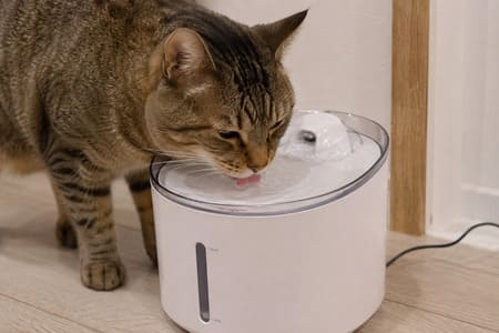 猫の画像