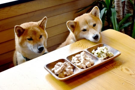 犬の画像