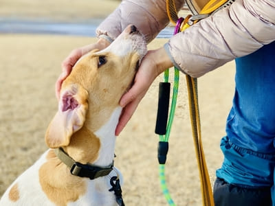 犬の世話の画像